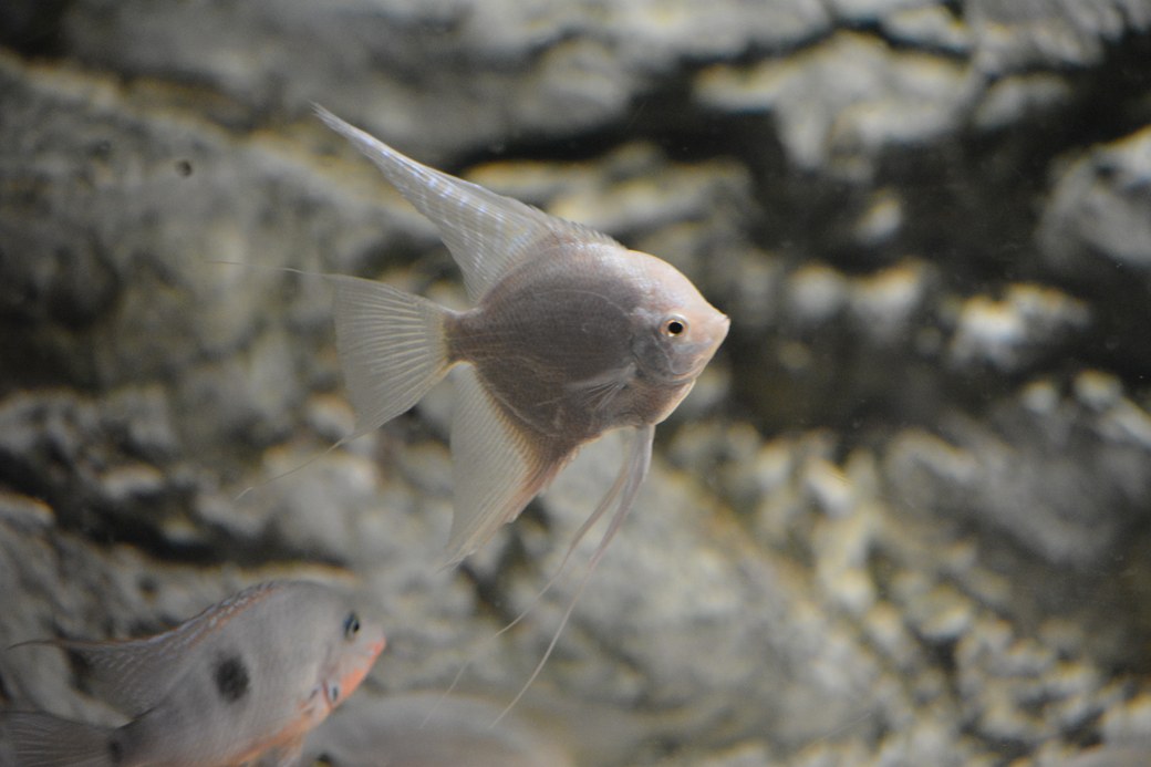 淡い体色の改良エンゼルフィッシュ(Pterophyllum scalare)の実魚写真
