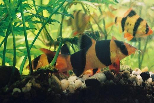 クラウンローチ(Chromobotia macracanthus)の実魚写真