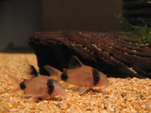 コリドラス・パンダ(Hoplisoma panda)の実魚写真