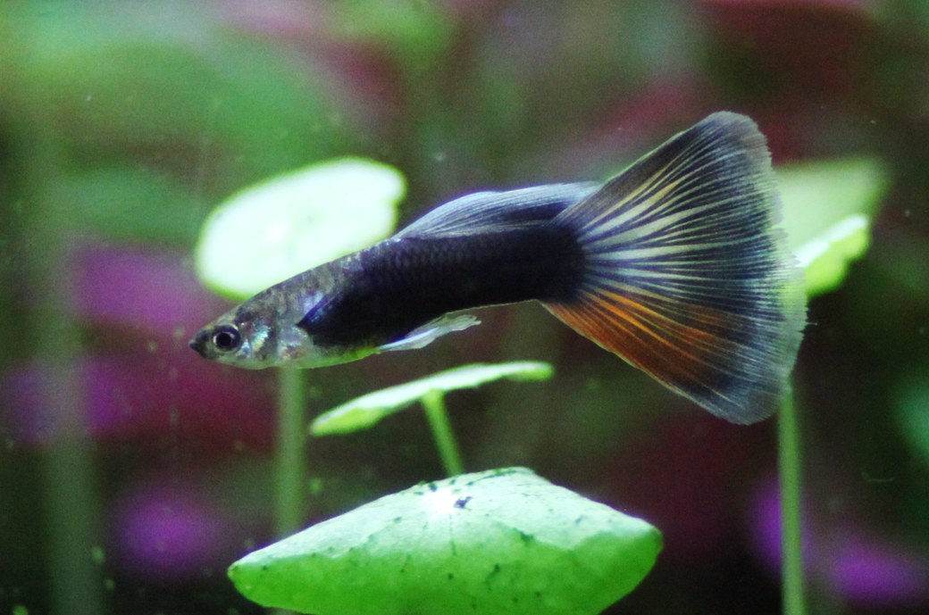 大きな尾びれを持つ雄のグッピー(Poecilia reticulata)の実魚写真