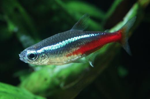ネオンテトラ(Paracheirodon innesi)の実魚写真