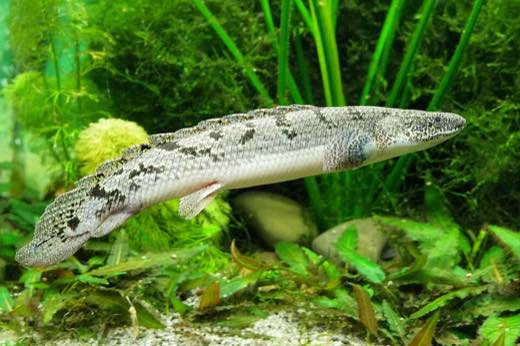 ポリプテルス・デルヘッジ(Polypterus delhezi)の実魚写真