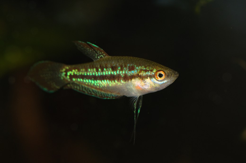 体側とひれに青緑の光沢があるピグミーグラミー(Trichopsis pumila)の実魚写真