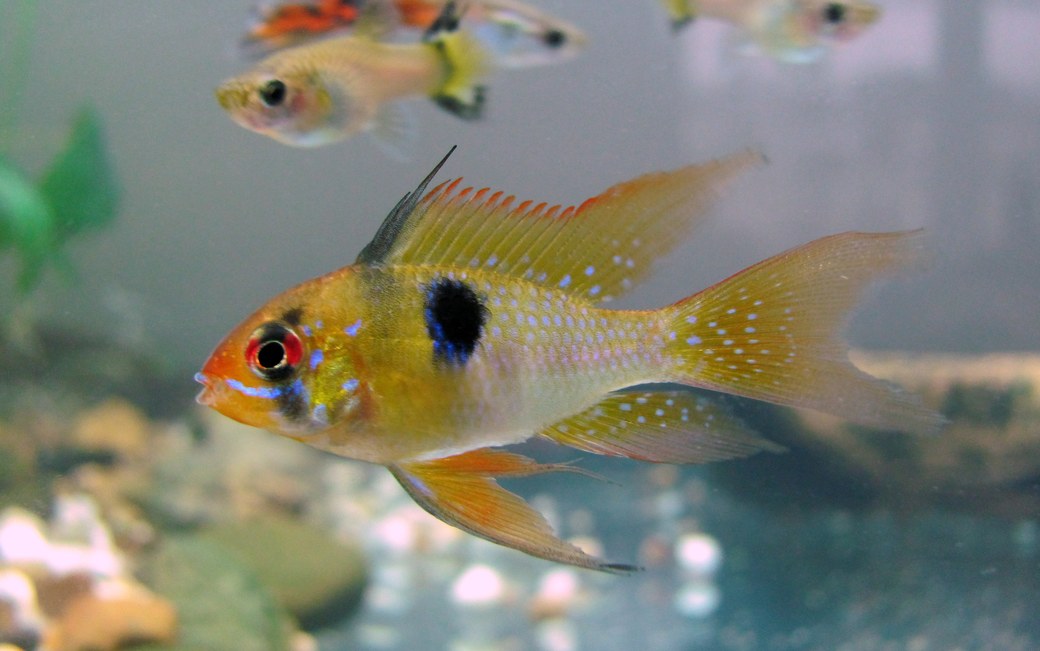 黒い体側斑と青い光沢を持つラミレジィ(Mikrogeophagus ramirezi)の実魚写真