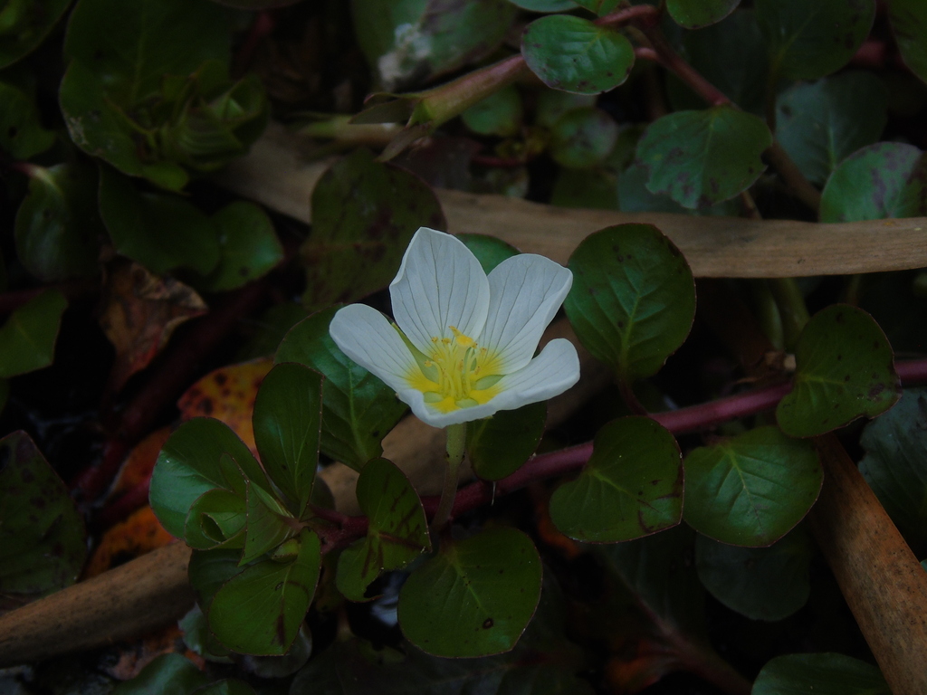 白い花と丸みのある葉が見えるLudwigia helminthorrhiza