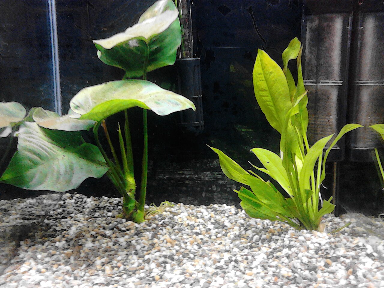 水槽の右側に植えられたアマゾンソードの実写真