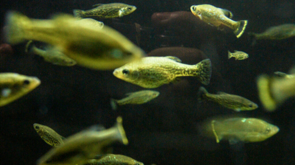 アメカ・スプレンデンス（Ameca splendens）の群れ