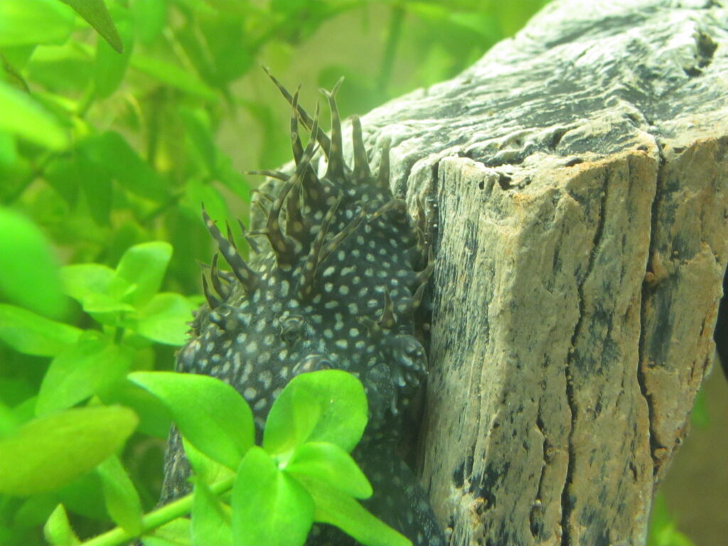 流木に付くAncistrus属の魚。頭部の突起と明るい斑点が見える