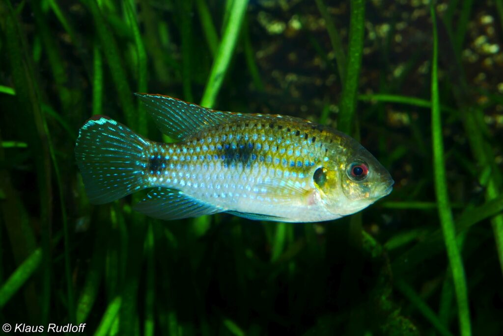 体側の斑点とひれの光沢が見えるアノマロクロミス・トマシ