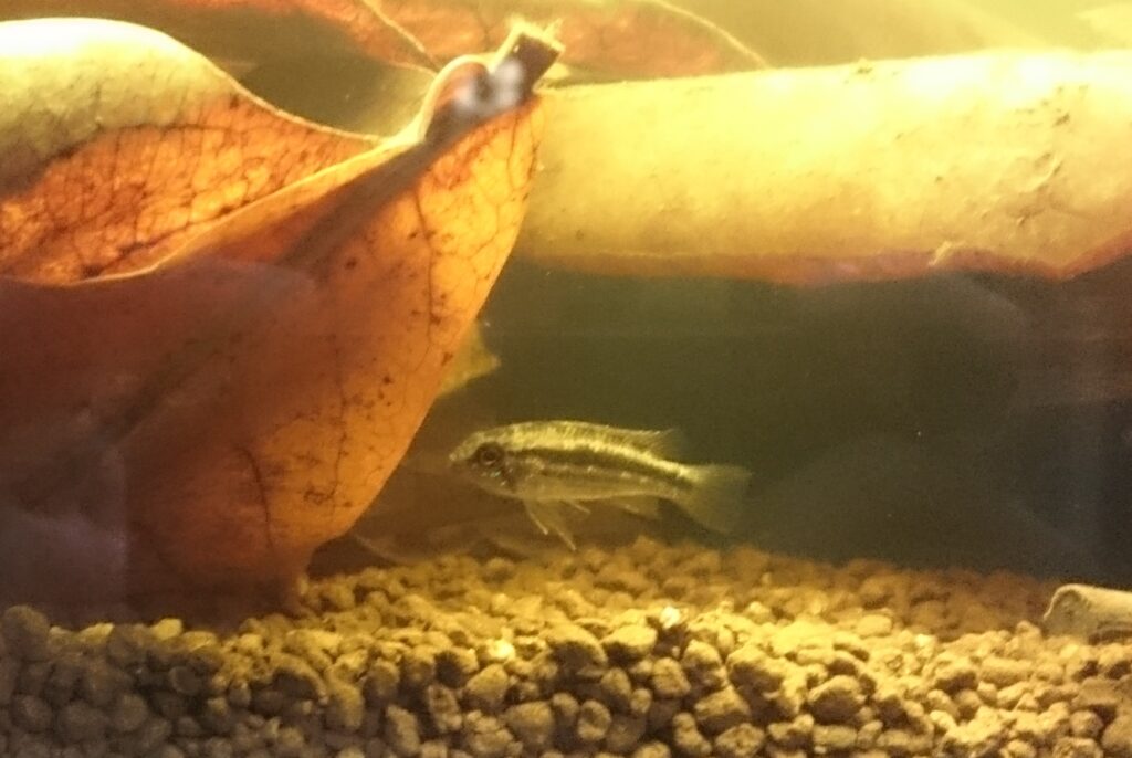 アピストグラムマ・ビタエニアタ（Apistogramma bitaeniata）のメス