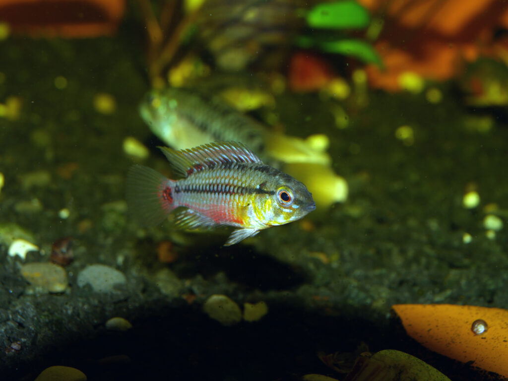 アピストグラムマ・ホングスロイ（Apistogramma hongsloi）のRed表記個体