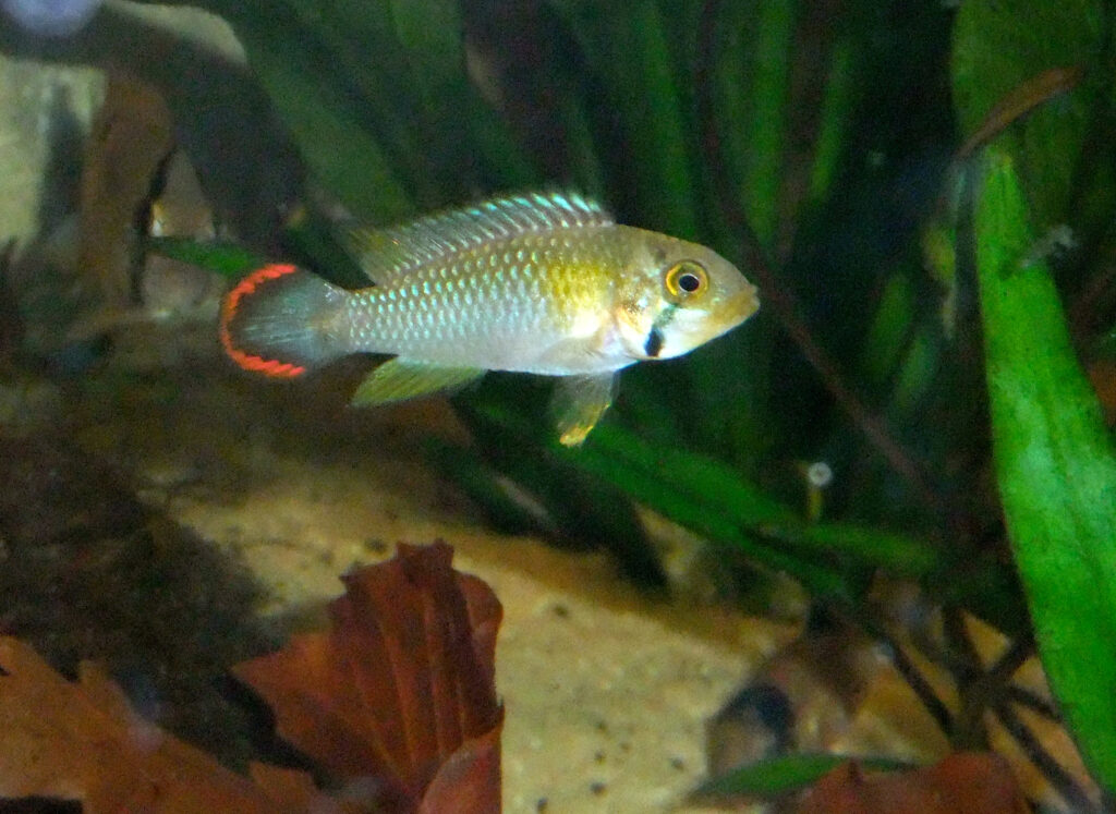 アピストグラムマ・パンドゥロ（Apistogramma panduro）のオス