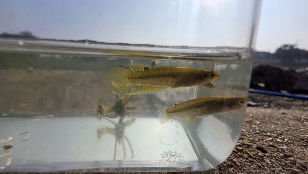 ドワーフパンチャックス（Aplocheilus parvus）の写真