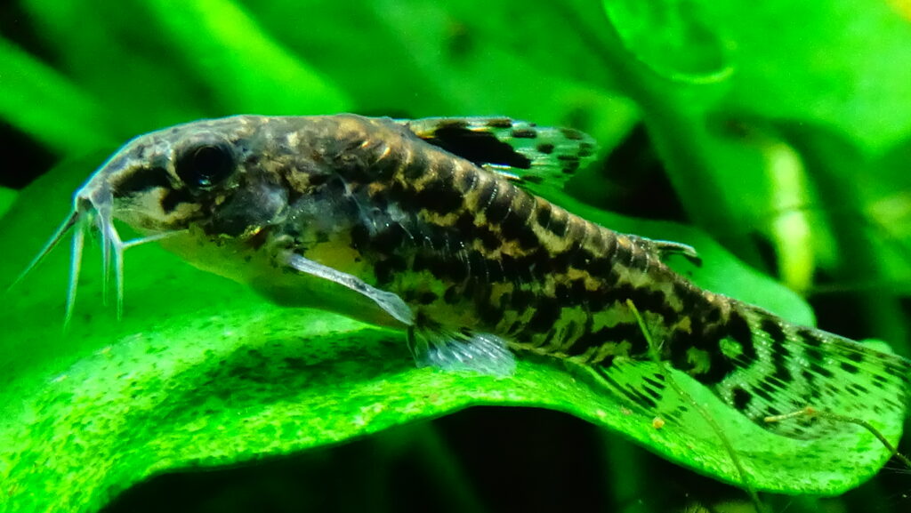 アスピドラス・パウキラディアトゥス（Aspidoras pauciradiatus）の実魚写真
