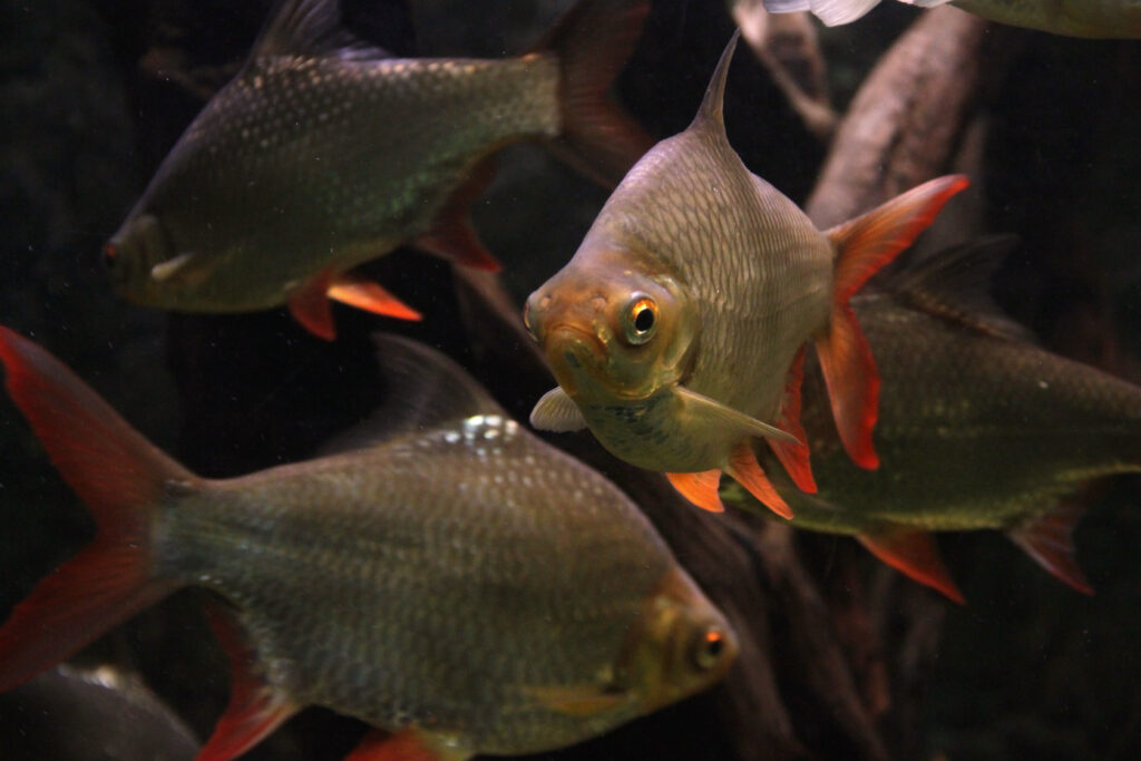 レッドフィンバルブ（Barbonymus altus）の実魚写真