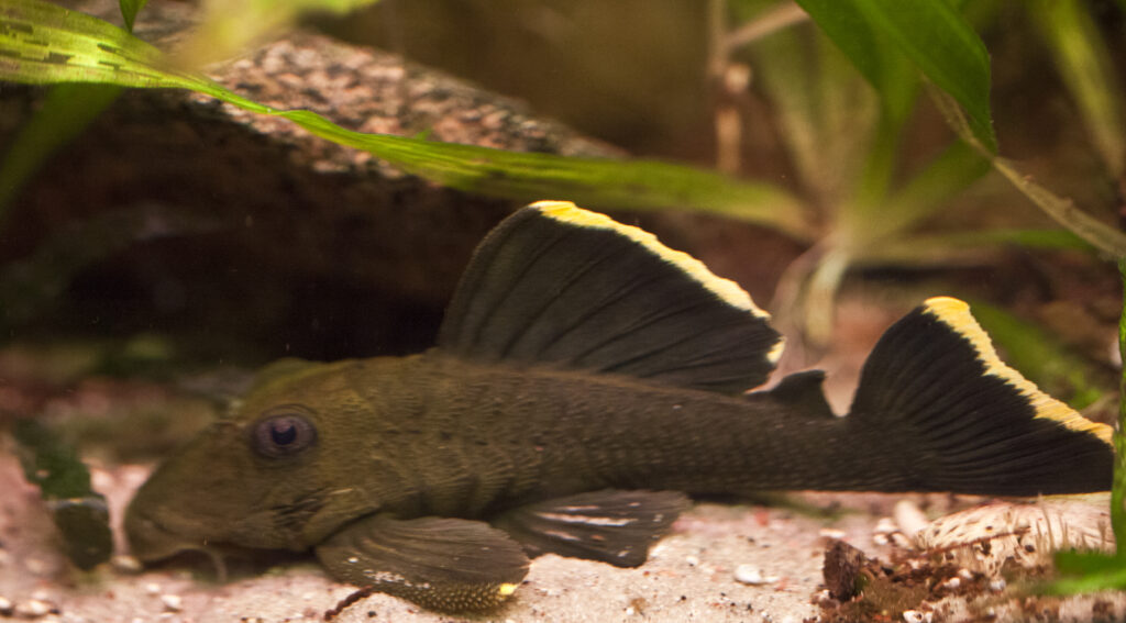 オレンジフィンブラックプレコ(Baryancistrus chrysolomus)の実魚写真