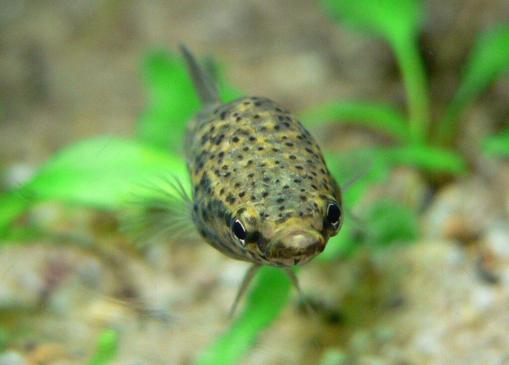 正面から見たベッタ・アルビマルギナタの頭部