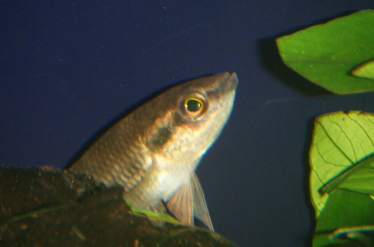 ベタ・プグナックス（Betta pugnax）の頭部と前半身