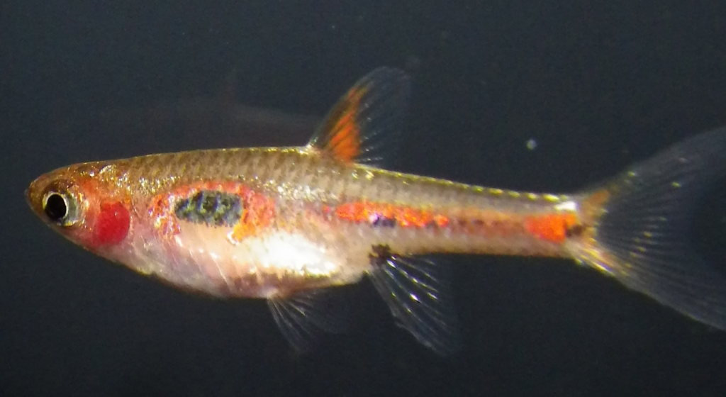 ボララス・メラ―（Boraras merah）の実魚写真