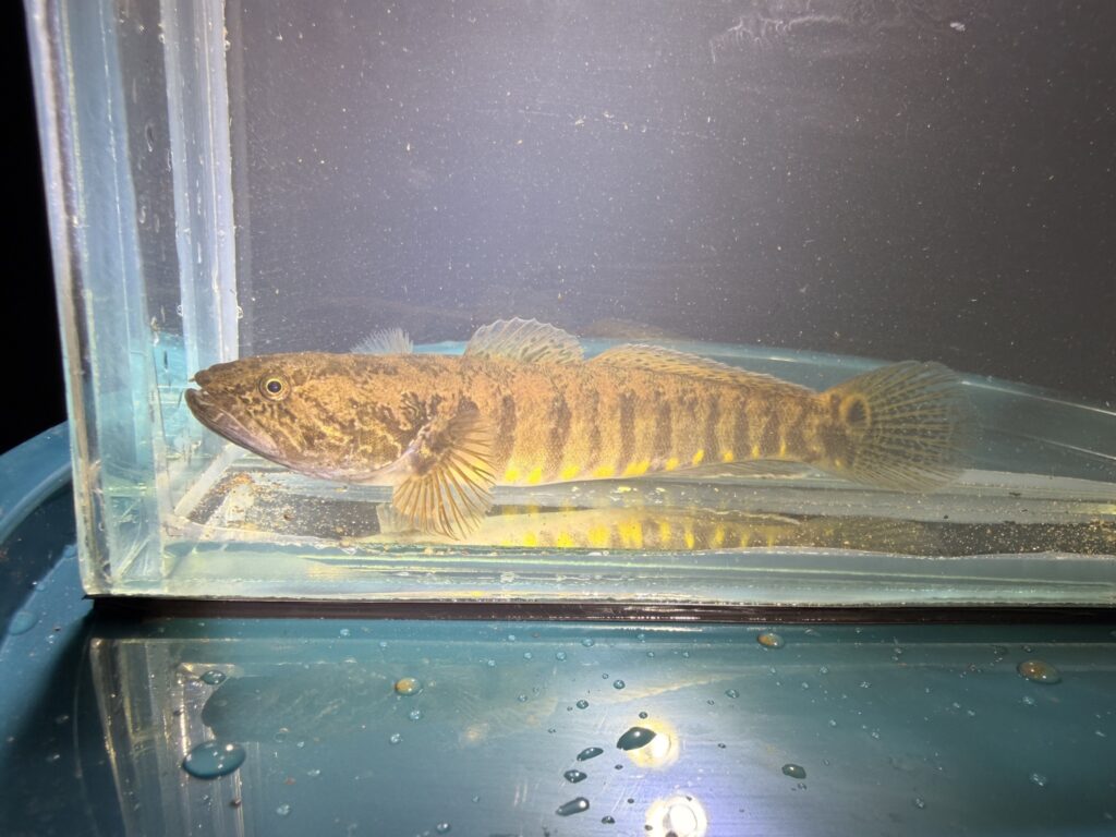 観察用水槽内のニューギニアゼブラゴビー(Bostrychus zonatus)