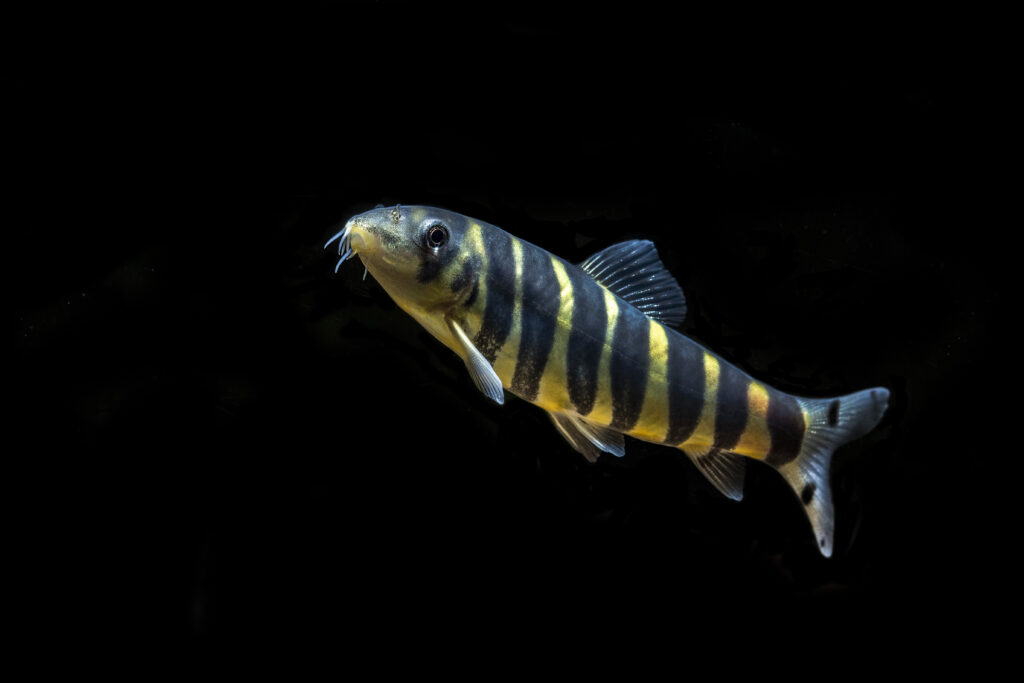 黄色と黒の縞模様が見えるボチア・ダリオ