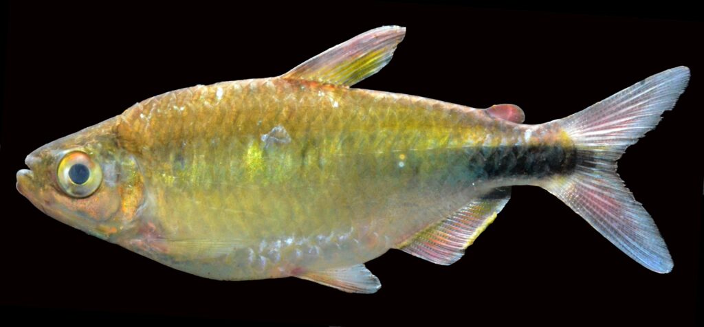 ブリコナレステス・ロンギピンニス（Bryconalestes longipinnis）の採集個体
