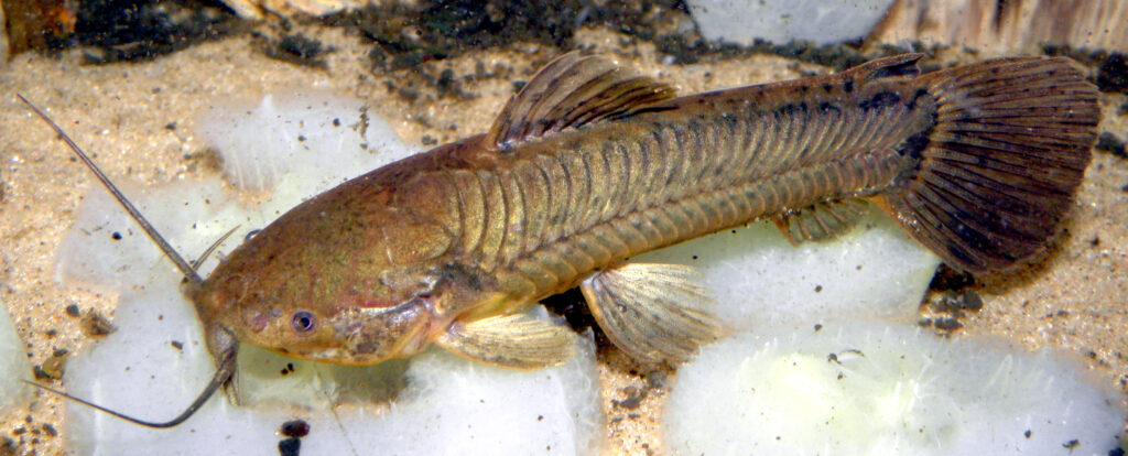 カリクティス・カリクティス(Callichthys callichthys)の実魚写真