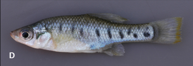 Chapalichthys encaustus の雄の成魚の標本写真