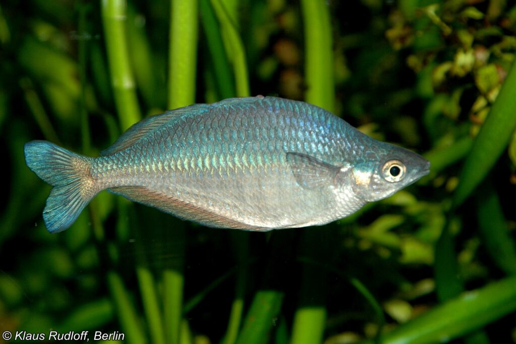 キラテリナ・センタニエンシス（Chilatherina sentaniensis）の実魚写真