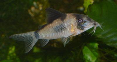 水草を背景に右を向くコリドラス・シムラトゥス（Corydoras simulatus）