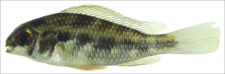 ヘラクレスシクリッド（Crenicara punctulata）の研究撮影個体