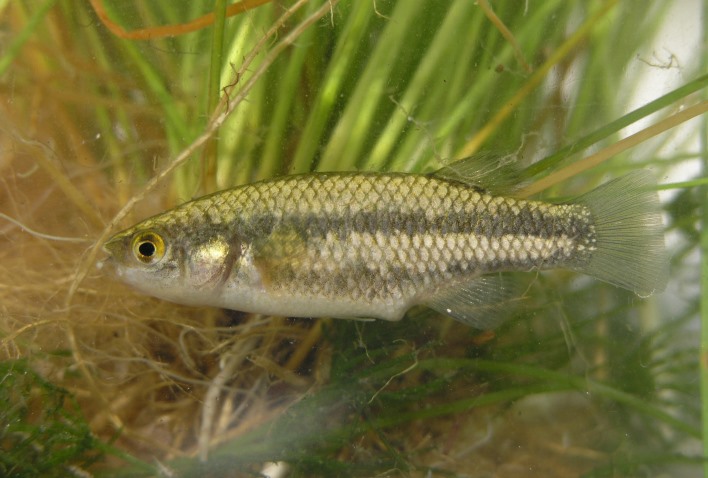 クレニクティス・バイレイの亜種 Crenichthys baileyi moapae
