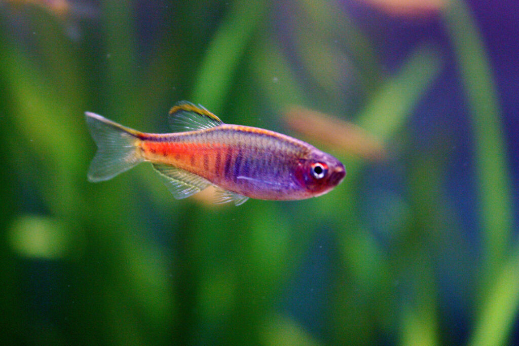 オレンジグリッターダニオ（Danio choprae）の実魚写真