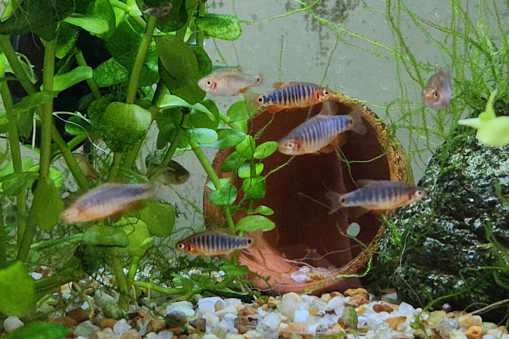 水草の間を泳ぐ複数のダニオ・エリスロミクロン