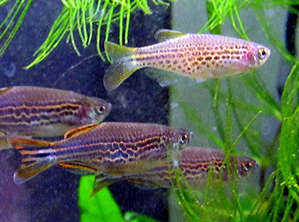 写真上段の斑点模様の魚がキャスイットダニオ