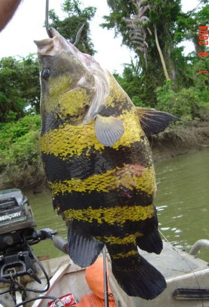 ニューギニアダトニオイデスの釣獲個体。黄色の地色に黒い斑点と帯が入る