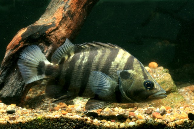 メニーバータイガー（Datnioides polota）の実魚写真