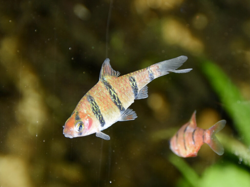 黒い縦帯があるデスモプンチウス・ペンタゾナとして展示された魚