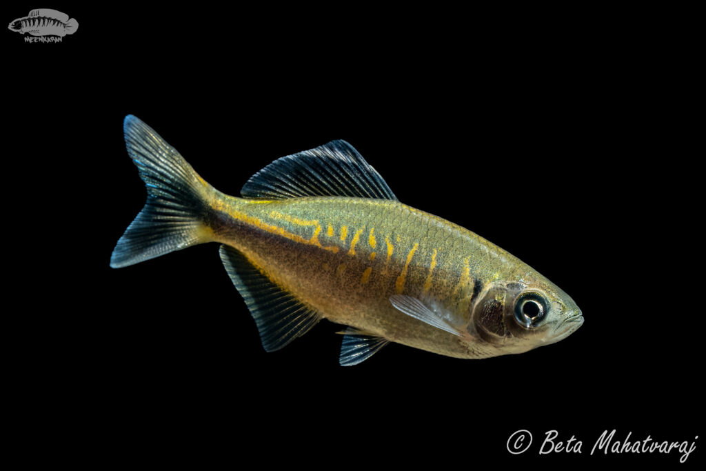 ターコイズダニオ（Devario devario）の実魚写真