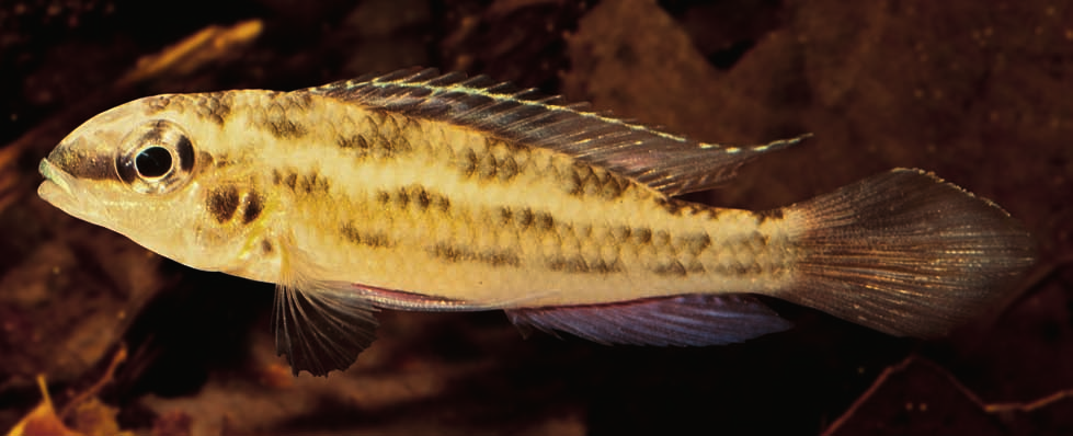 ディクロスッス・ワルゼリの成魚のオス。体側の暗い斑紋が見える。