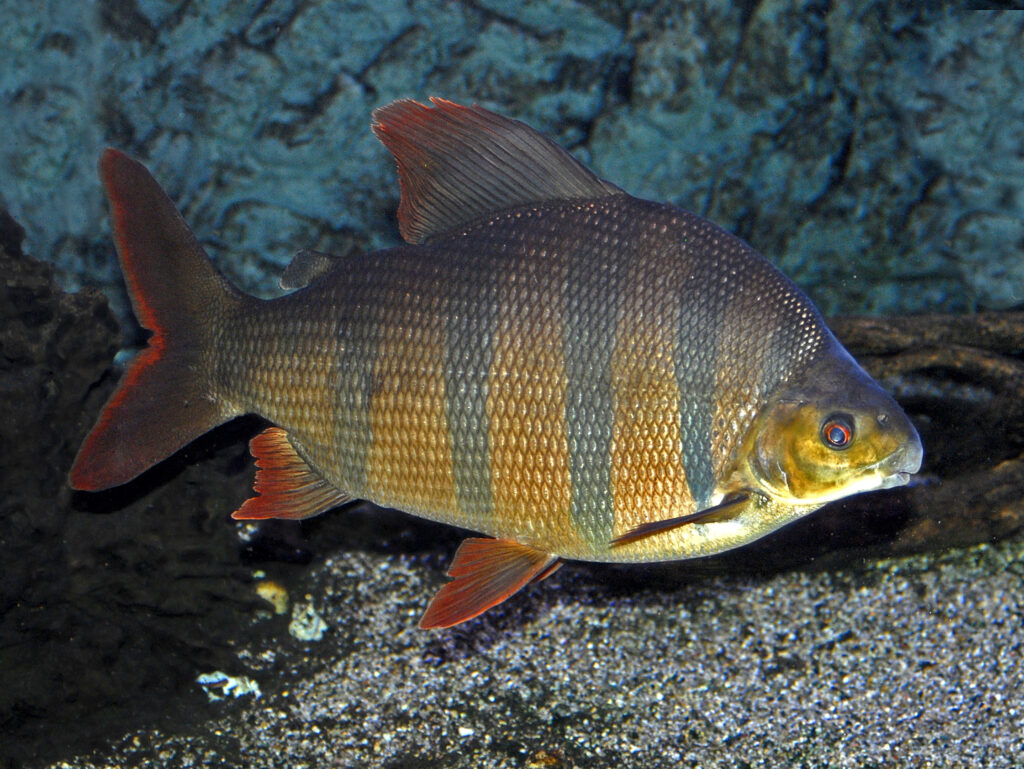 ショートノーズクラウンテトラ（Distichodus sexfasciatus）の実魚写真