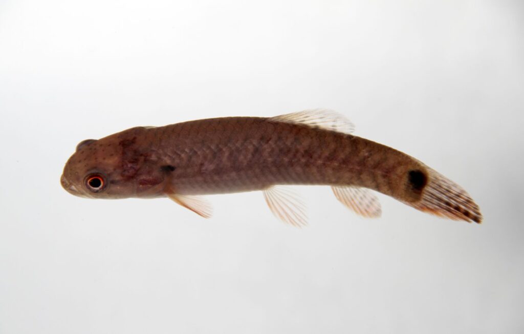 オレンジフィンキリーホーリー（Erythrinus erythrinus）の実魚写真