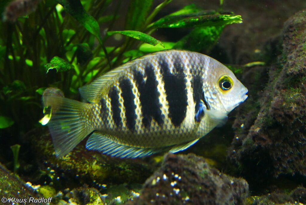 バンデッドクロマイド（Etroplus canarensis）の実魚写真