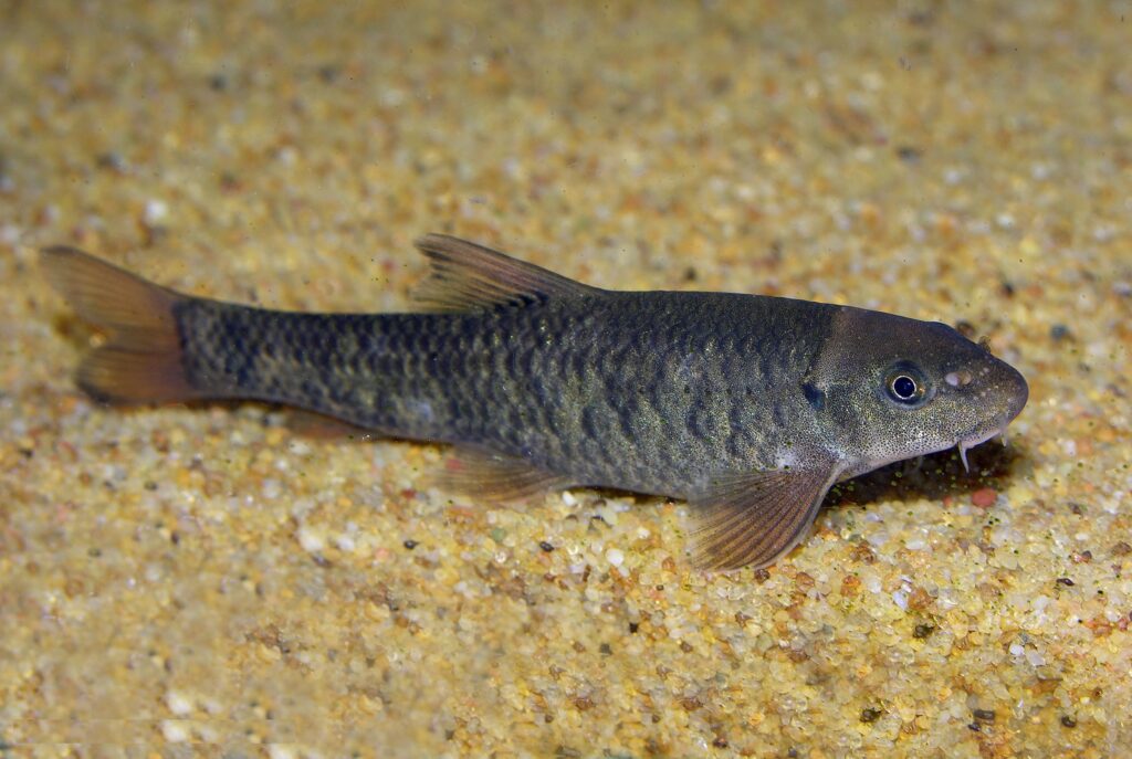 ガラ・ルファ（Garra rufa）の実魚写真