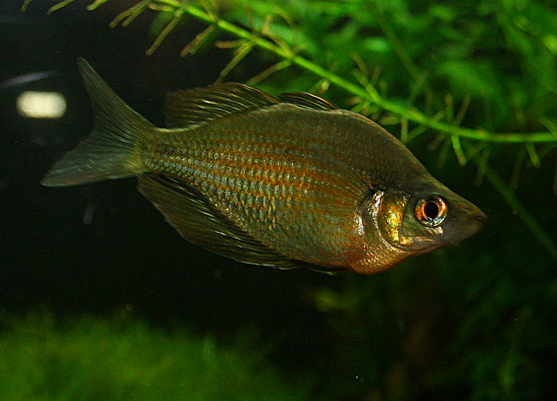 グロッソレピス・ワナメンシス（Glossolepis wanamensis）のオス