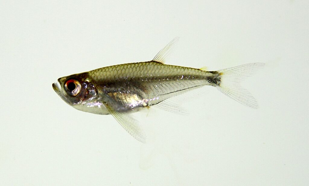 アロワナテトラ（Gnathocharax steindachneri）の実魚写真