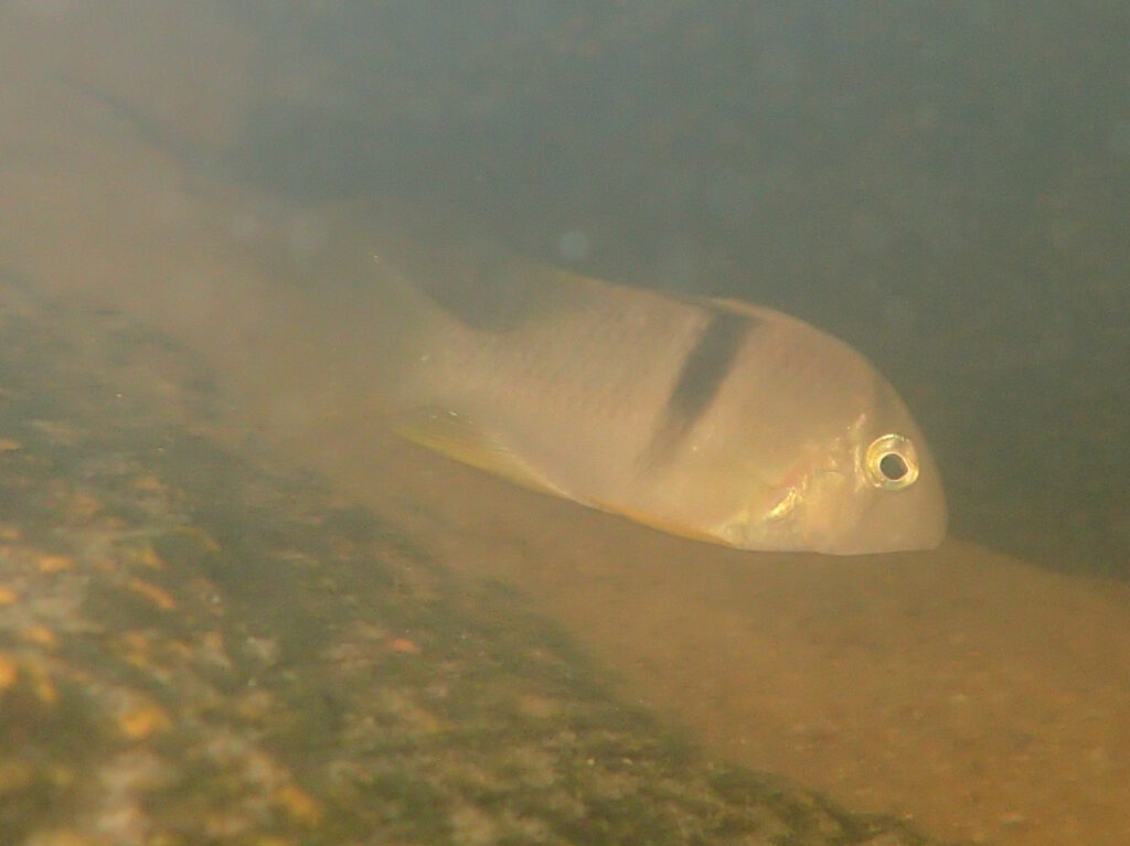 グイアナカラ・ゲアイ（Guianacara geayi）の実魚写真