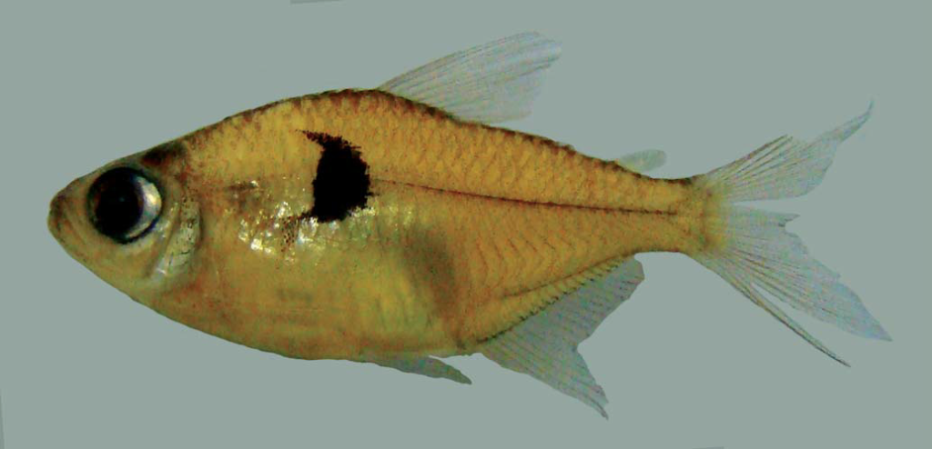 Hemigrammus arua の標本写真