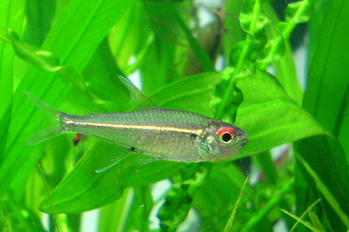 へミグラームス・ベロッティ（Hemigrammus bellottii）の実魚写真