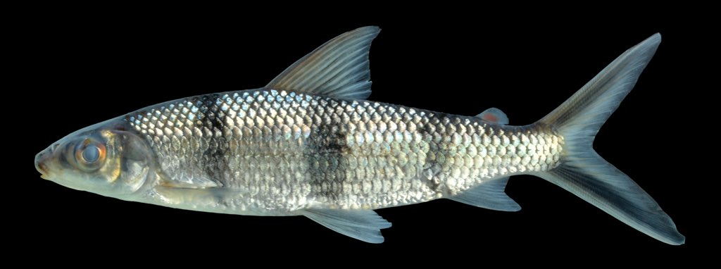 バンデッドヘミオドゥス（Hemiodus quadrimaculatus）の採集個体